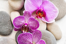 Load image into Gallery viewer, Whipped Soap Sugar Scrub - Blueberry Jam or Blushing Orchid